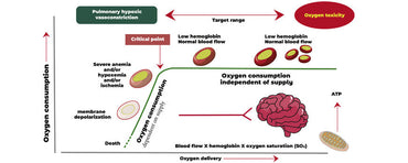 What Is the Lowest Oxygen Level Before Death?